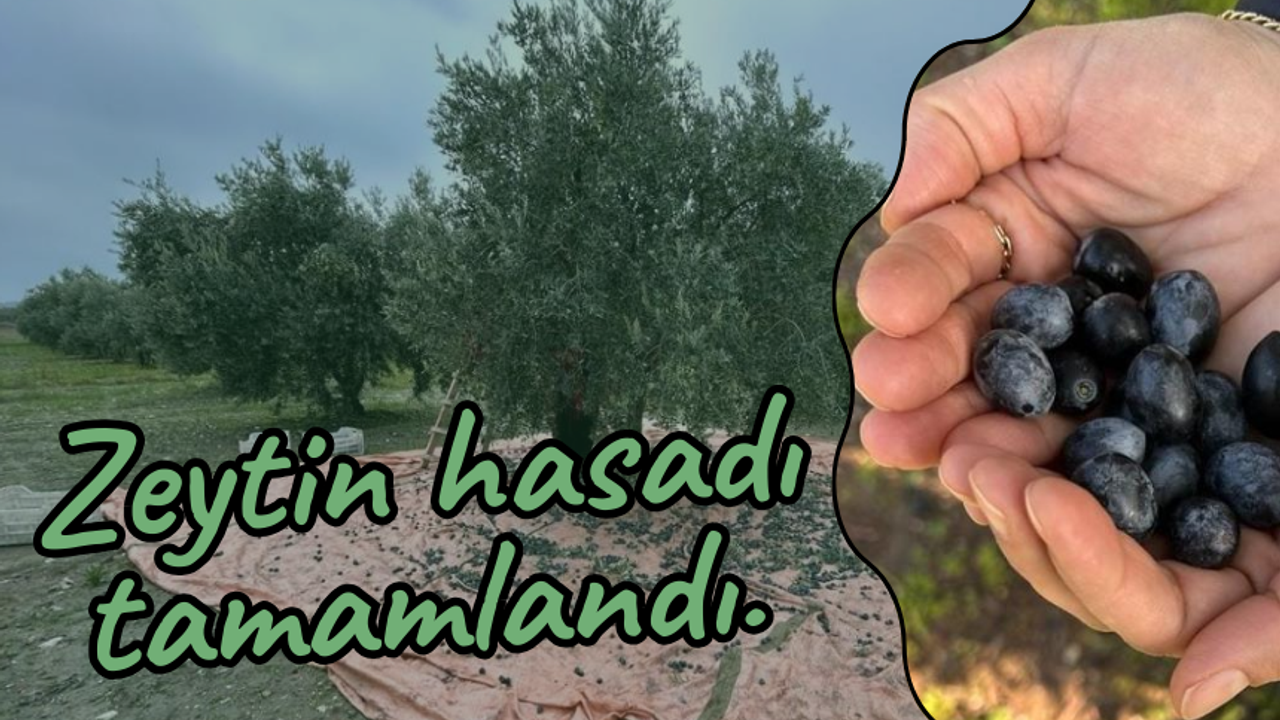 Sofralık zeytin üretiminde ilk sırada yer alan Manisa'da zeytin hasadı tamamlandı...