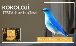 Psikolojik Testler: Mavi Kuş Testi | Kokoloji - Kendini Keşfetme Oyunu