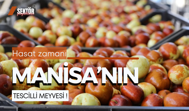 Manisa'nın tescilli meyvesi ! 200 ton üretim yapılıyor