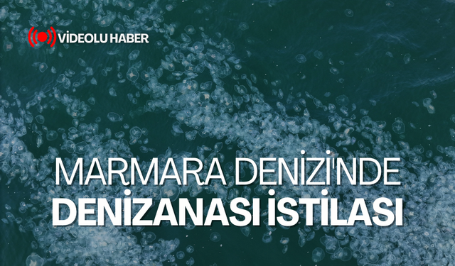 Marmara Denizi'nde denizanası istilası