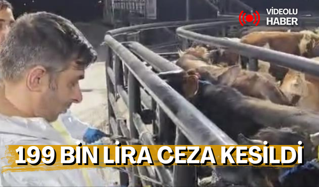 ŞAP hastası 29 hayvan yakalandı, sahibine 199 bin lira ceza kesildi