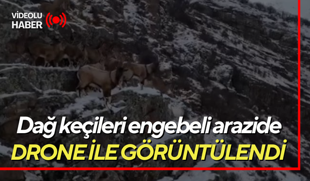 Dağ keçileri engebeli arazide drone ile görüntülendi
