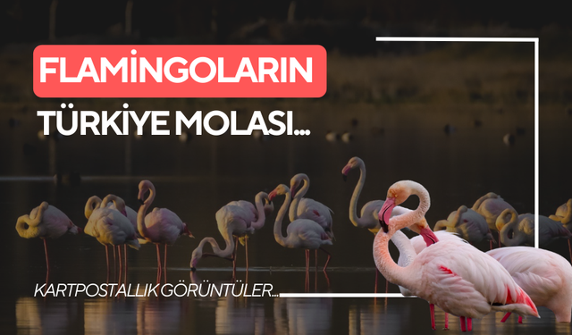 Flamingoların Türkiye molası...
