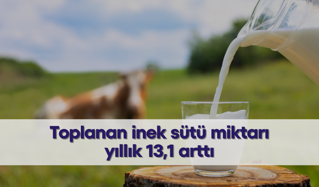 Toplanan inek sütü miktarı yıllık 13,1 arttı