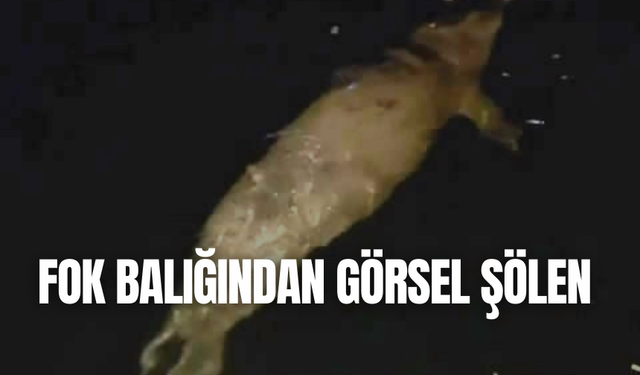 Mudanya'da denizde fok balığı görüldü