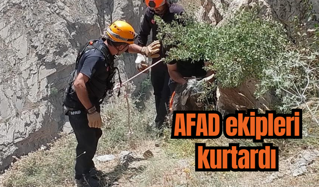 Kayalıklarda mahsur kalan kurbanlık keçiyi AFAD ekipleri kurtardı
