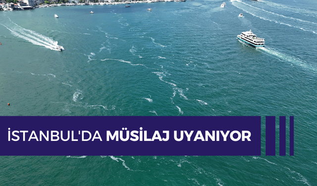 İstanbul'da müsilaj uyanıyor