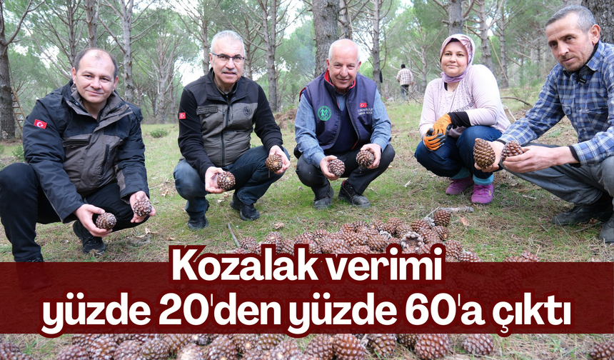 Türkiye’nin çam fıstığı deposu Kozak Yaylası’nda çalışmalar meyvelerini veriyor