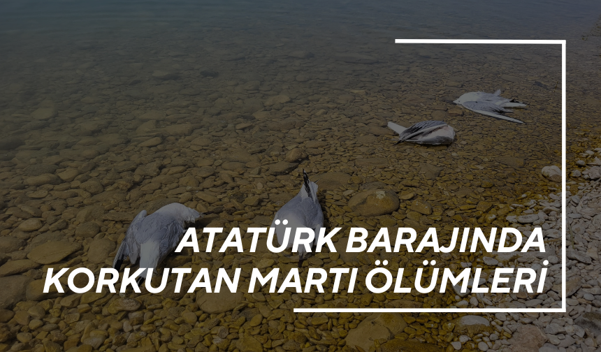 Atatürk Barajında korkutan martı ölümleri