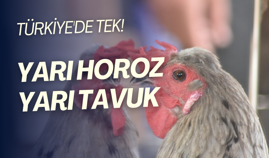 Hem erkek hem dişi | Bu yarı horoz, yarı tavuk Türkiye'de tek... Görünce şaşıracaksınız!