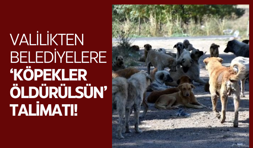 Valilikten belediyelere tepki çeken 'Başıboş köpekler öldürülsün' talimatı!