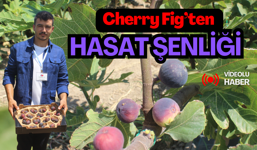 Cherry Fig Tarım’ın hasat şenliğine büyük ilgi