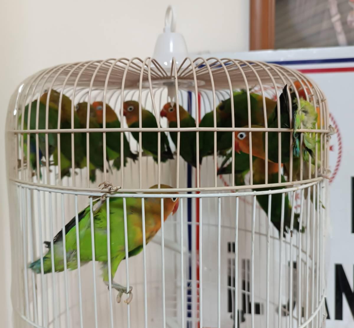 Papağan (1)